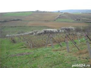 Teren Chicerea, Iasi, 6000 mp - imagine 7