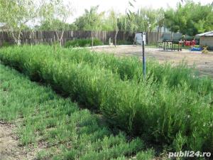 Tuia orientalis biota la preturi fara concurenta - imagine 4