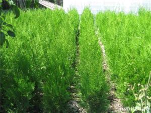 Tuia ornamentala pentru gradina ta - imagine 2