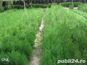 Tuia ornamentala pentru gradina ta