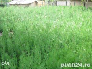 Tuia la preturi accesibile - imagine 2