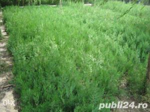 Tuia la preturi accesibile - imagine 3