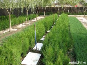 TUIA pt gradina ta-reduceri - imagine 2