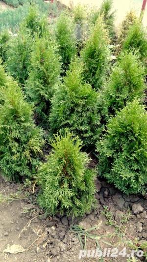 Tuia la preturi negociabile - imagine 2