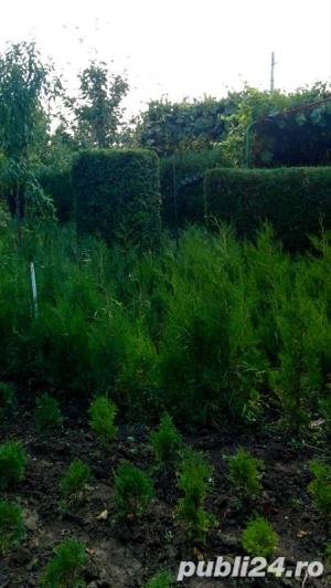 Tuia la preturi negociabile - imagine 5