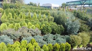 Tuia pentru garduri vii - imagine 2