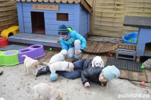 Labrador Retriever - cumpara in siguranta cu factura fiscala si garantie veterinara - imagine 4