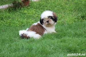 Shih-Tzu de elita - Transport Autorizat la nivel national - imagine 2