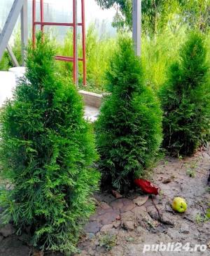 Tuia occidentalis smaragd la cele mai bune preturi