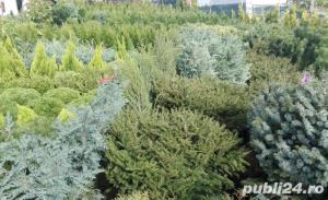 Tuia coniferul vietii - imagine 2