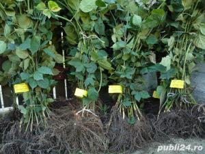 Butasi mur Thornfree fara tepi si stoloni capsuni remontant