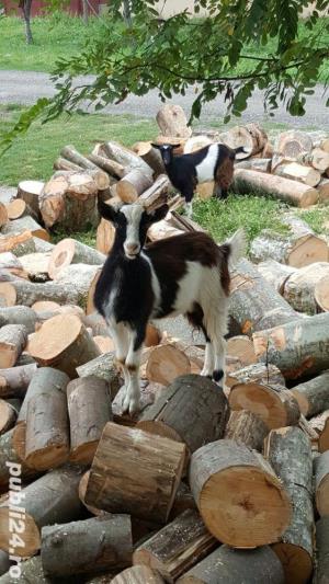 Taiem lemne pentru foc