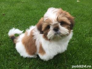 Shih-Tzu de elita - Transport Autorizat la nivel national - imagine 1