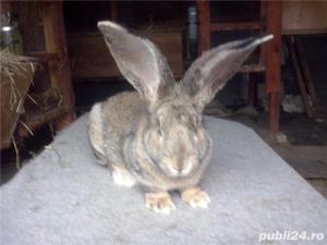 Vand  iepuri  Urias  German  Gri - imagine 2