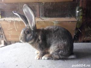 Vand  iepuri  Urias  German  Gri - imagine 5