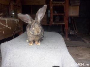 Vand  iepuri  Urias  German  Gri - imagine 10