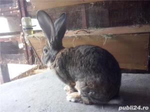 Vand  iepuri  Urias  German  Gri - imagine 7