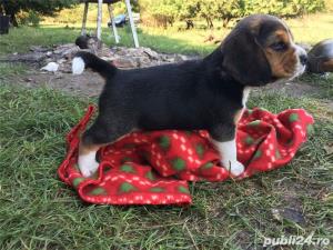 Pui beagle - imagine 2
