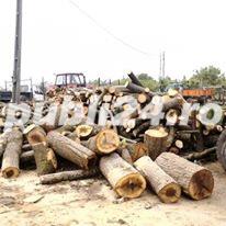 Vind lemne de FOC diferite esente ! Transport gratuit ! - imagine 9