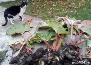 Producator vand coroana de rubarba , revent , rabarbar aclimatizata in tara noastra