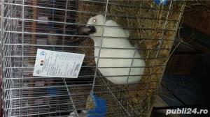 i tineret californian.urias gri german lunie f buna - imagine 9