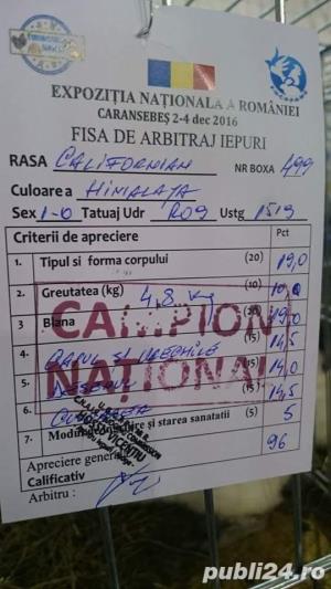 i tineret californian.urias gri german lunie f buna - imagine 10