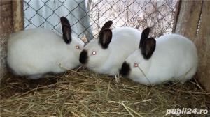 i tineret californian.urias gri german lunie f buna - imagine 8