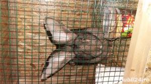 Vind  pui de urias gri german neozeeland3z  alb si californian - imagine 2