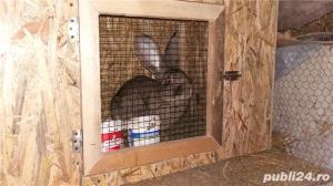 Vind  pui de urias gri german neozeeland3z  alb si californian - imagine 3