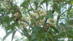 Seminte de evodia - imagine 3