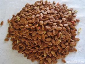 Seminte de castraveta amar Momordica Charantia -2 livrari gratuite luna