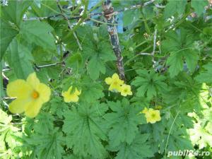 Seminte de castraveta amar Momordica Charantia -2 livrari gratuite luna - imagine 4