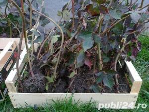 butasi mur Thornfree