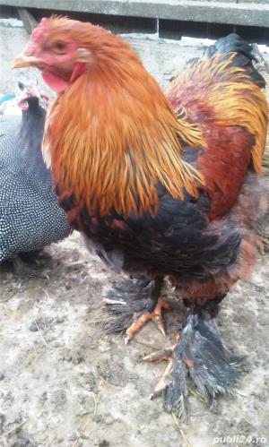 vand gaini Brahma de oua și pui - imagine 6