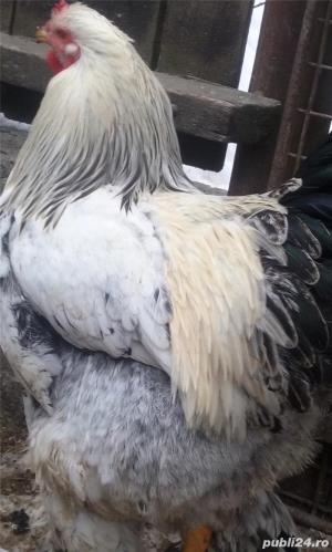 vand gaini Brahma de oua și pui - imagine 4