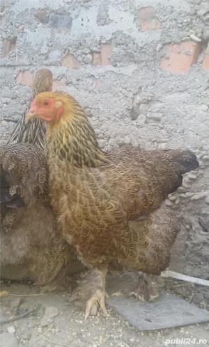 vand gaini Brahma de oua și pui - imagine 5