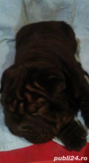 De vanzare shar-pei - imagine 4 De vanzare shar-pei - imagine 4
