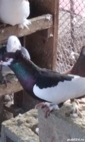 vand porumbei - imagine 3 vand porumbei - imagine 3