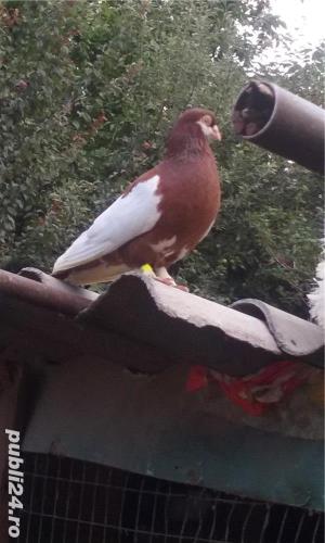 vand porumbei - imagine 4 vand porumbei - imagine 4