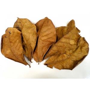 frunze catappa pentru acvariu creveti sau pesti  - imagine 4