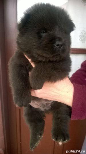De vanzare chow chow - imagine 3