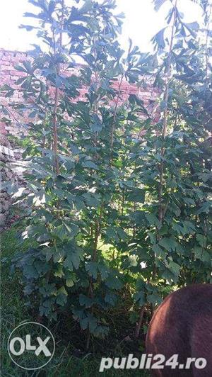 Vand puieti de Gingko Biloba - imagine 2
