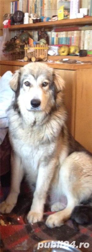 Ciobanesc carpatin  - imagine 7
