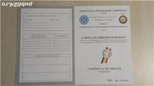 Ciobanesc carpatin  - imagine 4