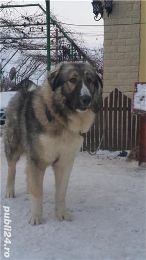 Ciobanesc carpatin  - imagine 6