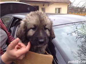 Ciobanesc carpatin  - imagine 8