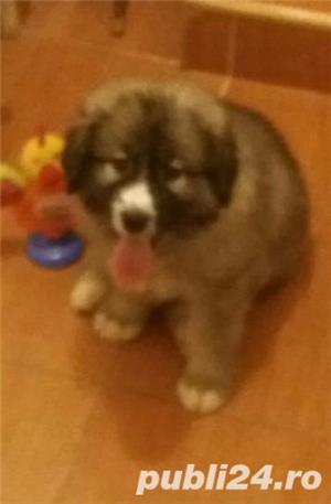 Ciobanesc carpatin  - imagine 9