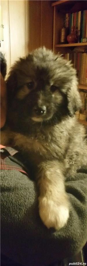 Ciobanesc carpatin  - imagine 10