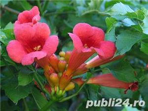 Vand trompeta cataratoare, trambita, luleaua turcului, trambitica - pret de producator