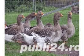 Vand/Schimb gaste Toulouse